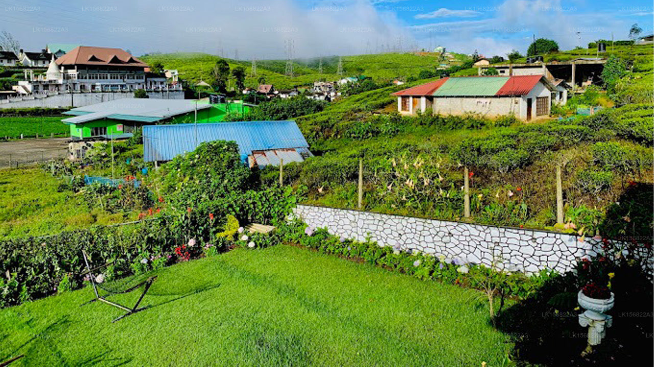 The Other Corner, Galaha