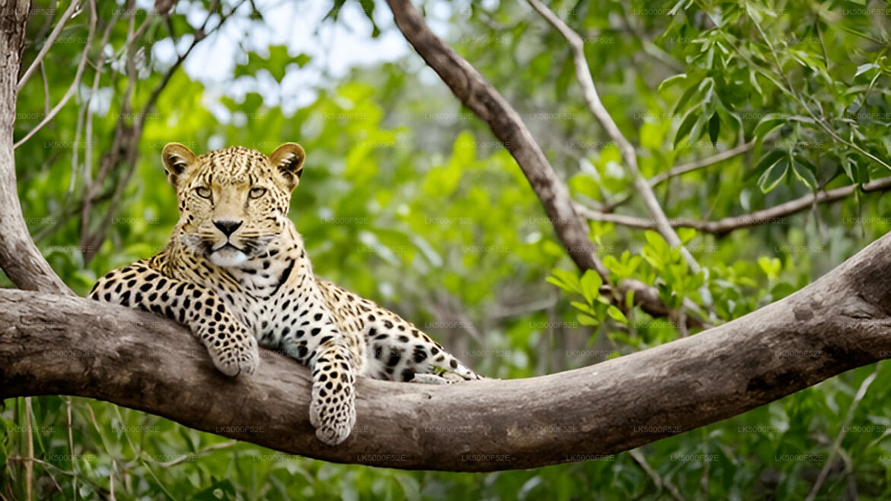 Yala nationalpark Block 1 Safari