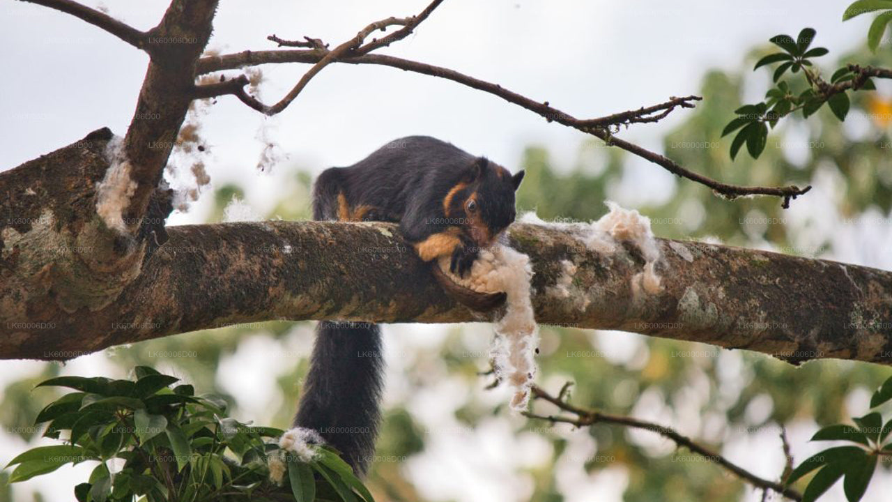 Äventyrstur i Sinharajas regnskog