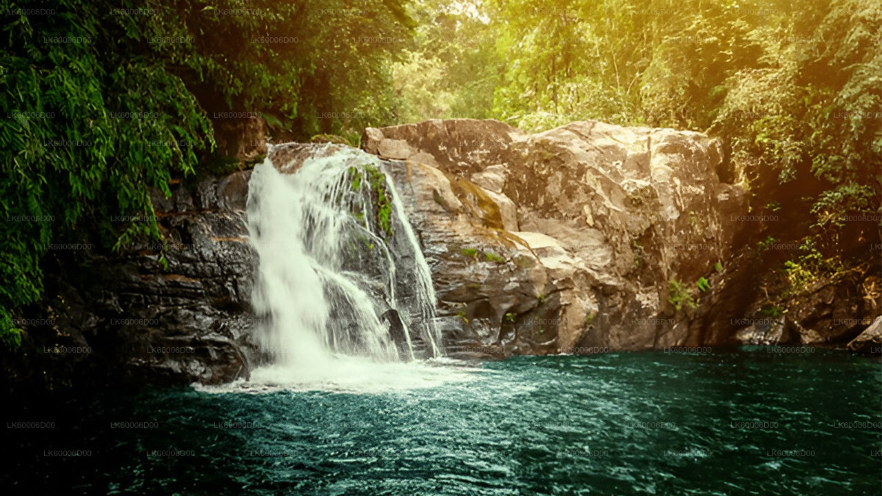 Utforska Sinharaja regnskog (halvdag)