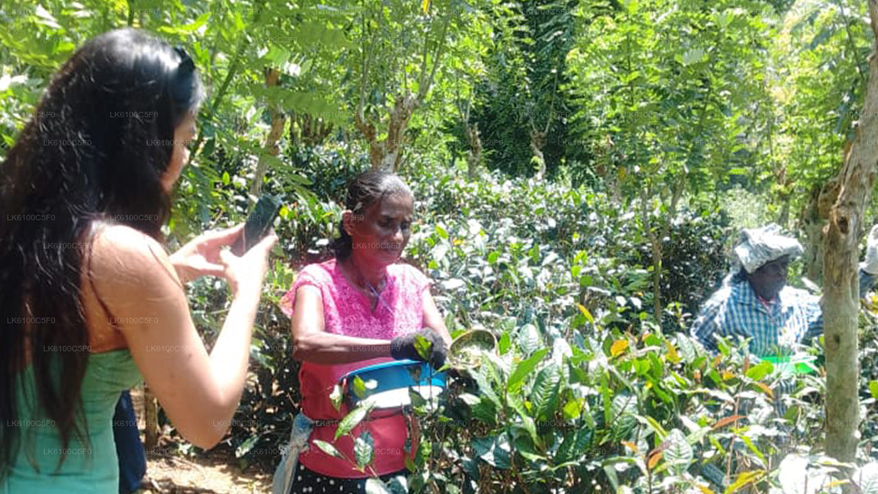 Utforska Galles gömda pärlor och ät middag med lokalbefolkningen