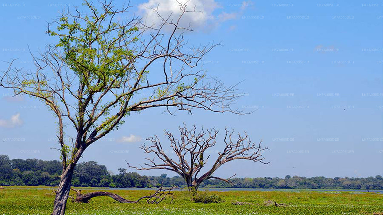 Lahugala Kitulana National Park Entrance Ticket