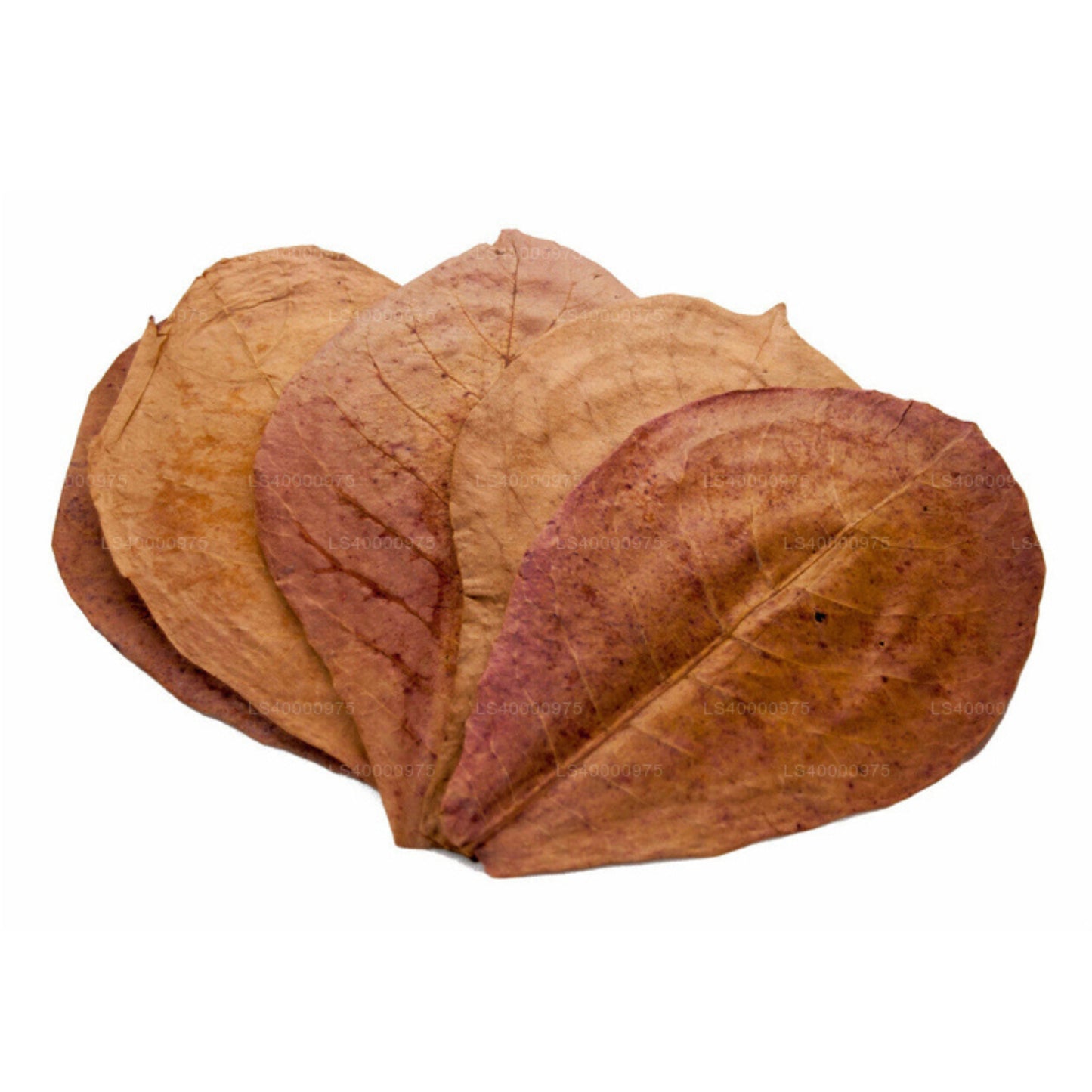Lakpura Dehydrerad (Kottan, Kottamba, Indisk Mandel) Terminalia catappa 100 Blad (100g)