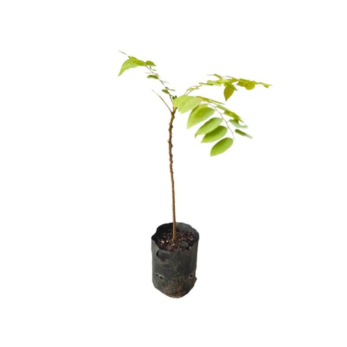 Lakpura® Star Gooseberry (Rata Nelli) Plant