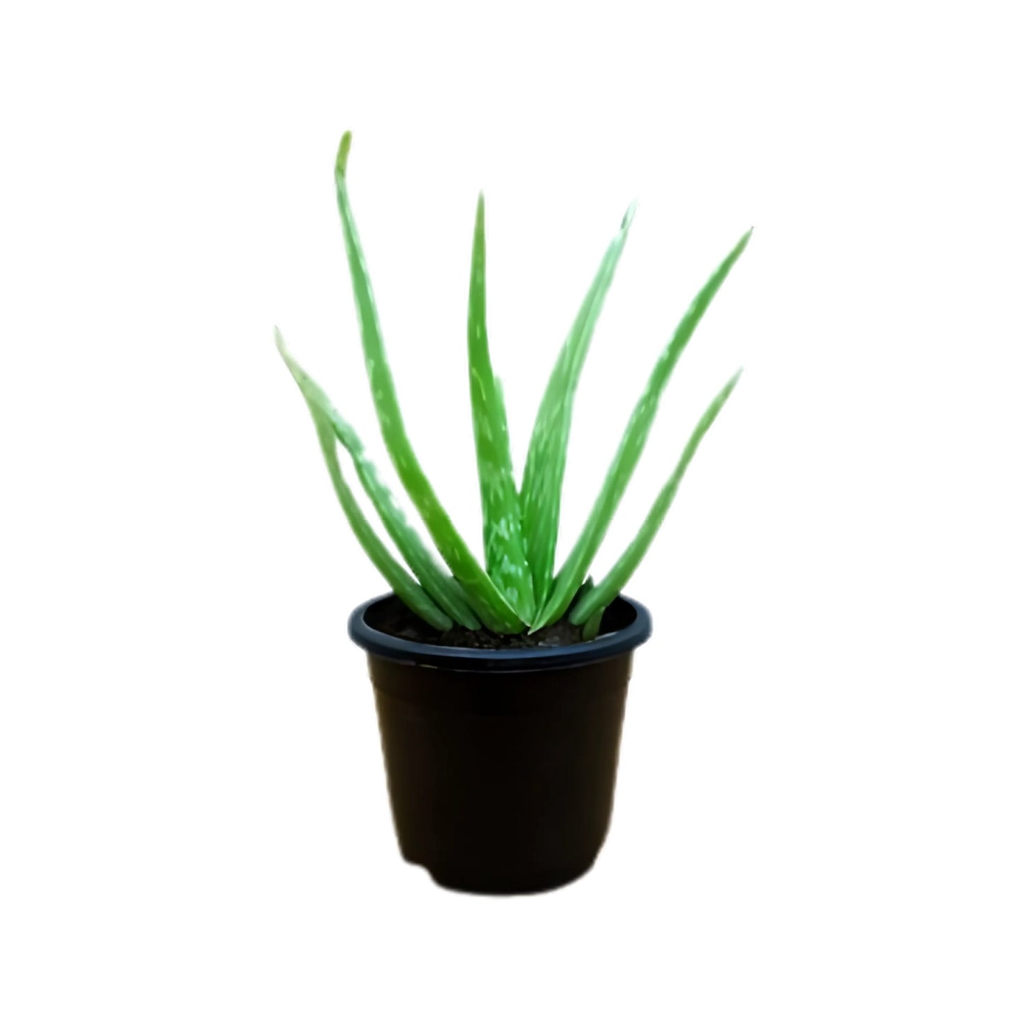 Lakpura Aloe vera (Komarika) Växt