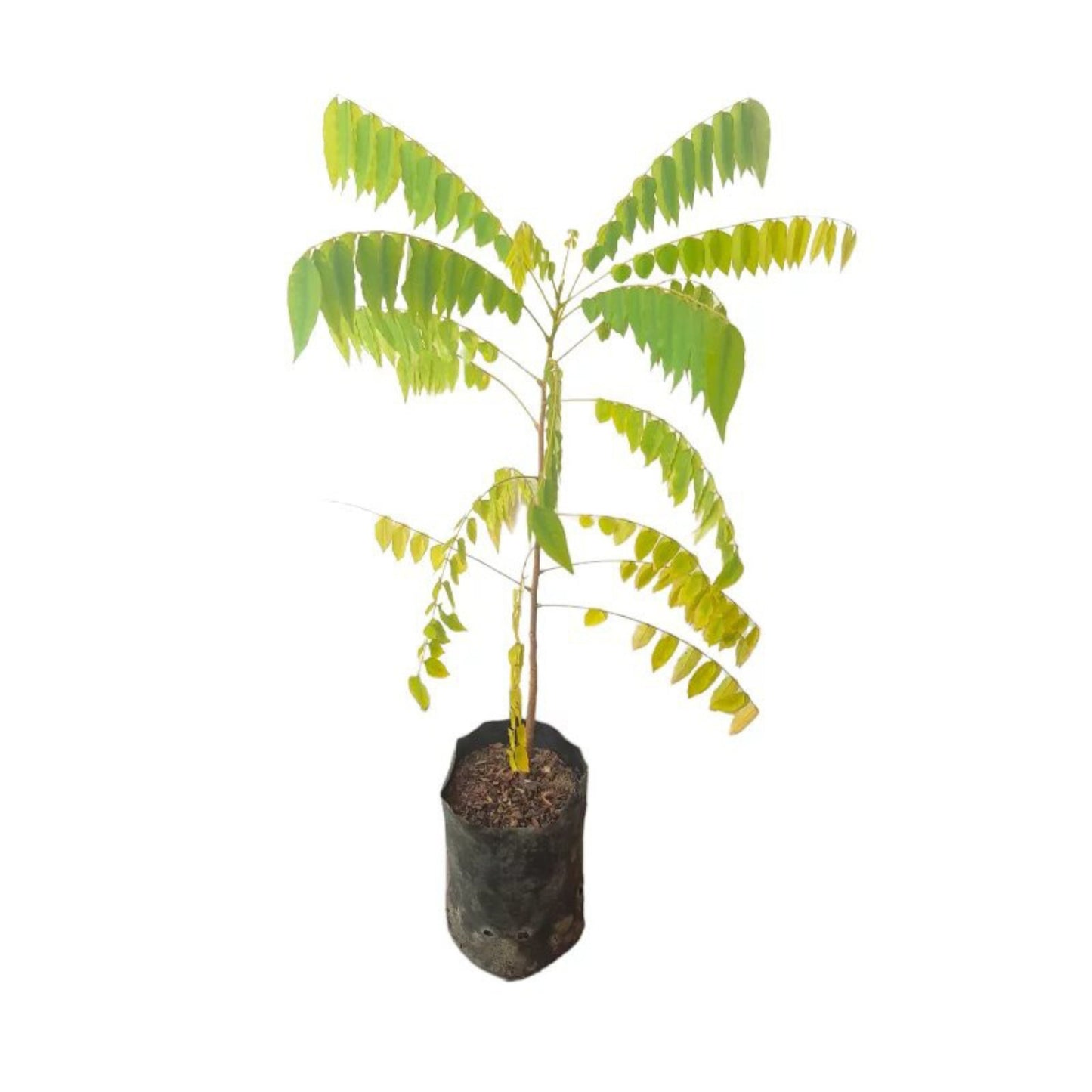 Lakpura® Bilin Plant