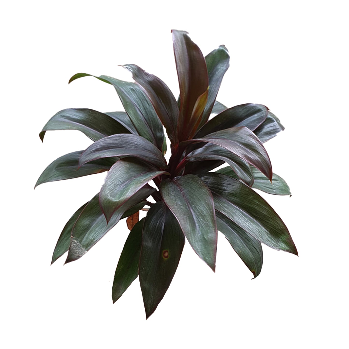 Lakpura® Dracaena Lila Compacta-blad - Medium