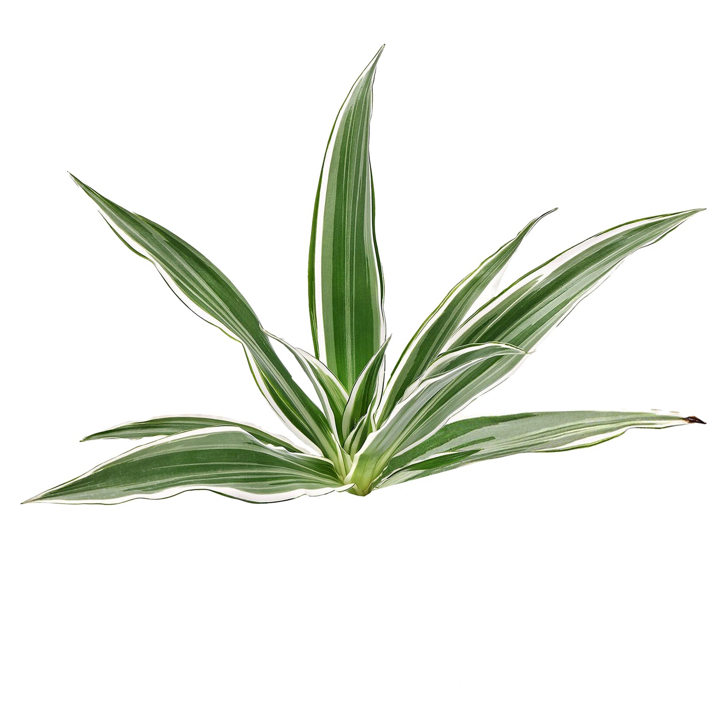 Lakpura Dracaena Sanderiana Vit (50 blad) Medium