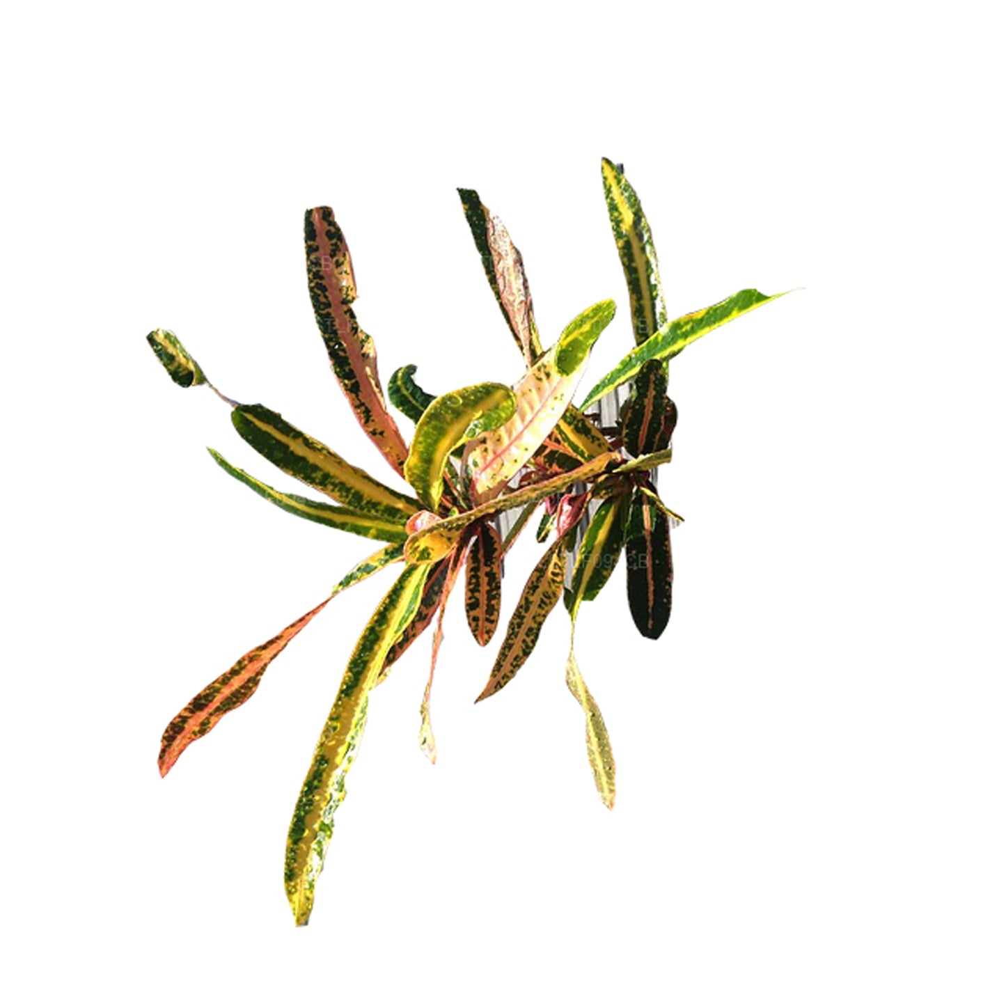 Lakpura Victoria Gold Bell Croton (50 Blad)