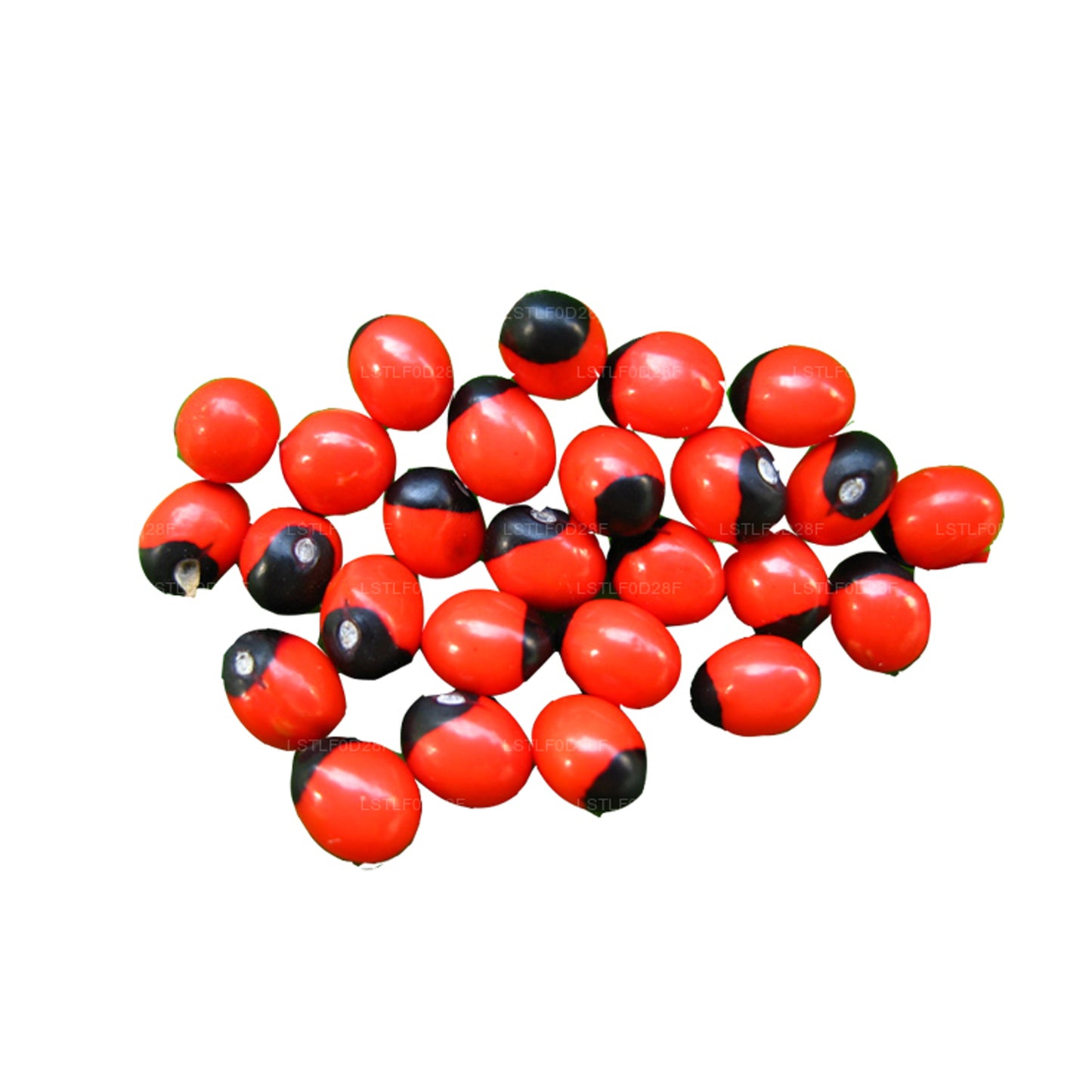 Lakpura® Olinda (marockansk Abrus) frön