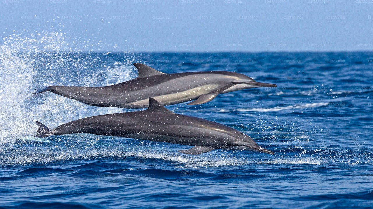 Dolphin Watching Boat Tour from Trincomalee