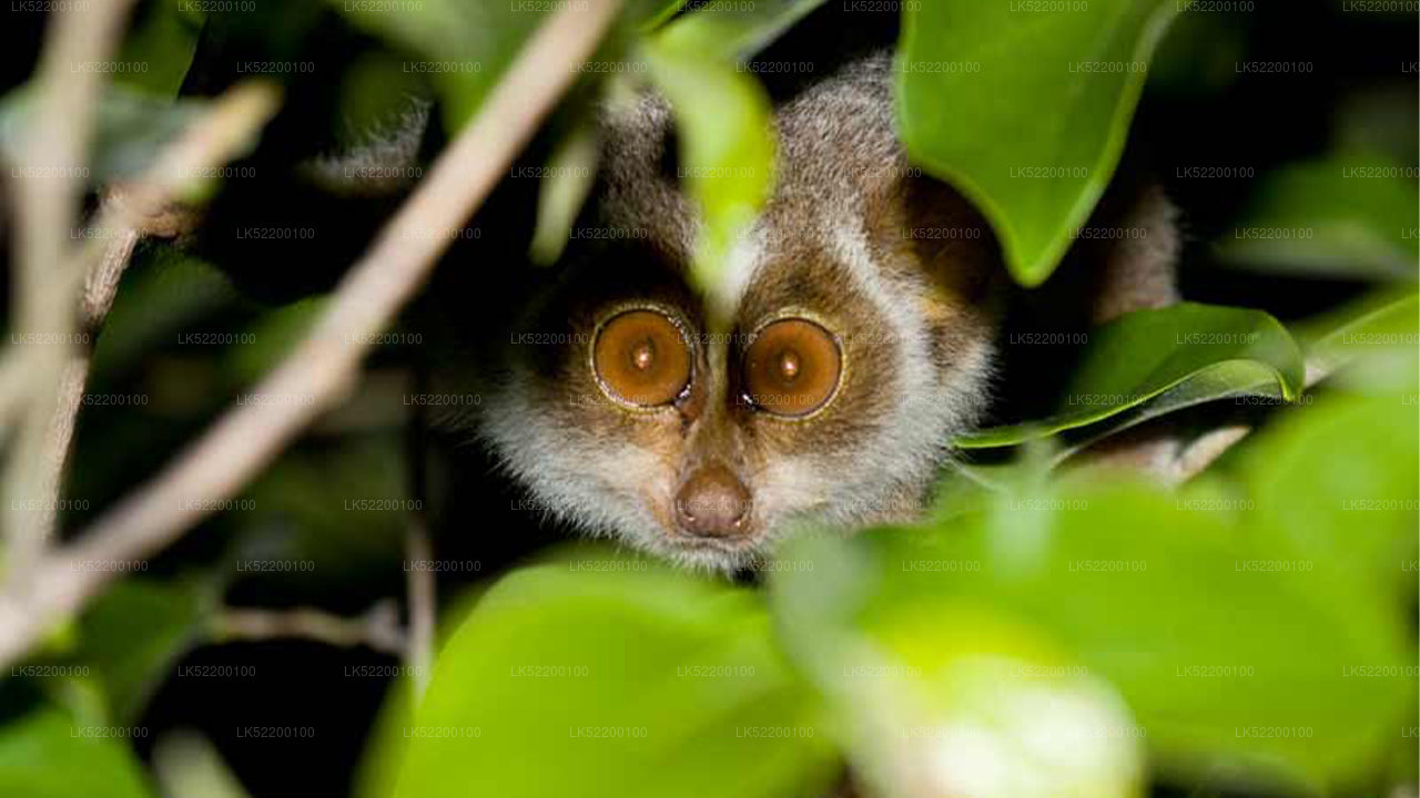 Loris tittar på från Sigiriya