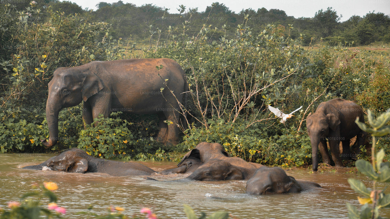 Udawalawe nationalpark Safari från Koggala