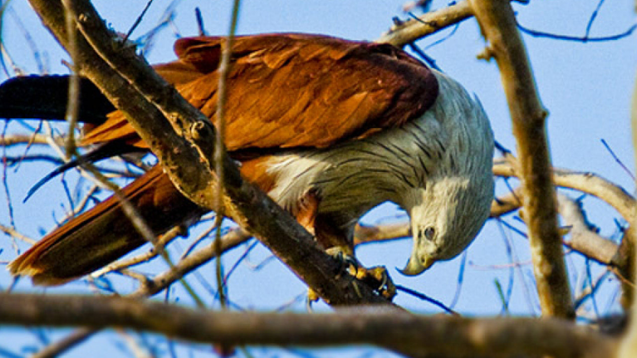 Entrébiljett till Minneriya nationalpark