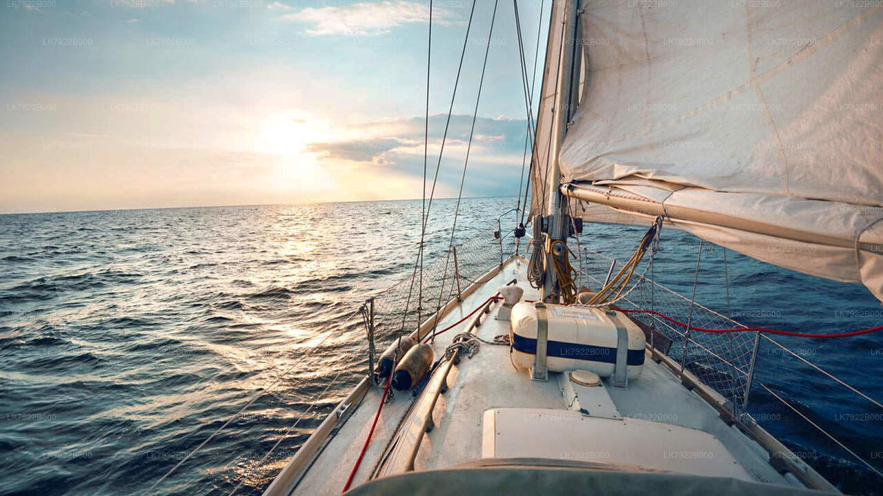 Valskådningskryssning i Trincomalee (privat tur)