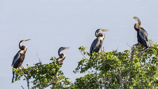 Bundala nationalparksafari från Hambantota hamn