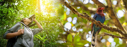 Birdwatching at Sinharaja Rainforest