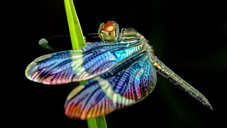 Dragonfly Watching