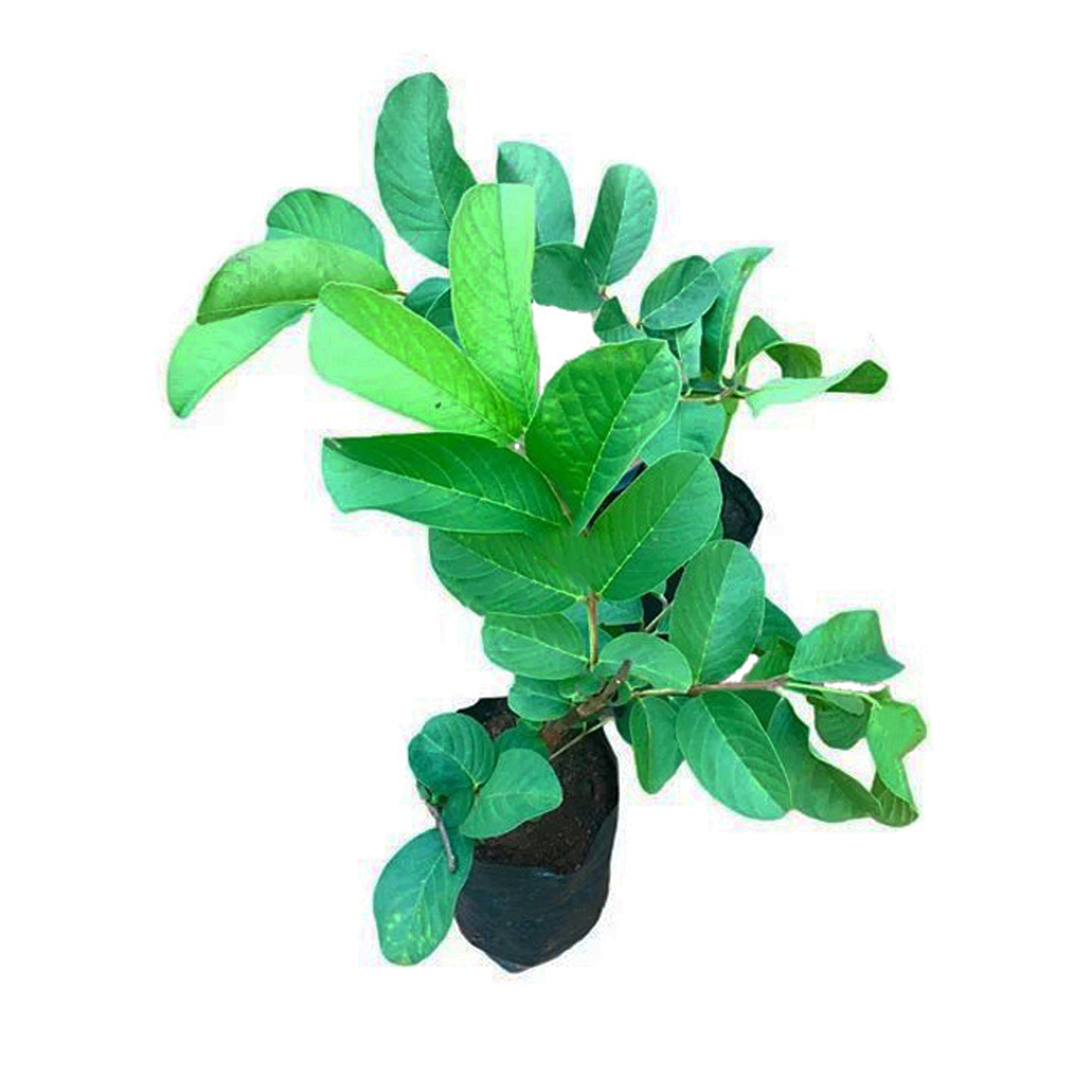 Lakpura Kilo Guava fruktväxt