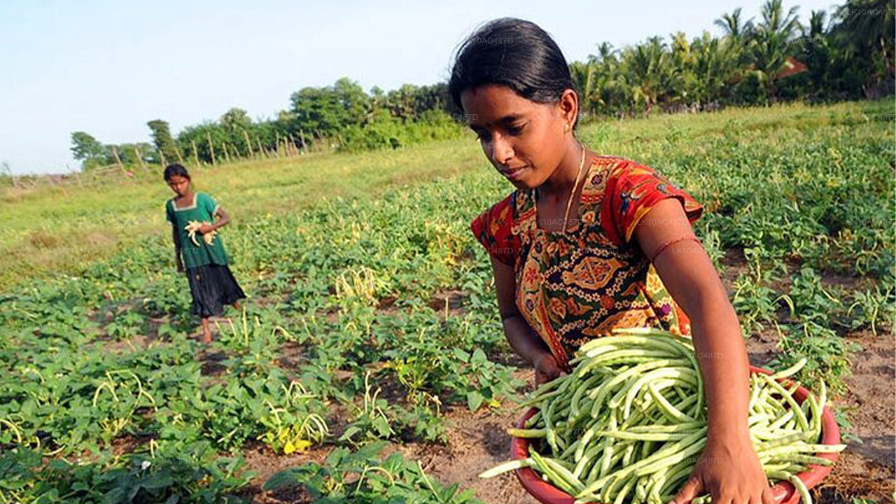 Hållbar tur (10 dagar)
