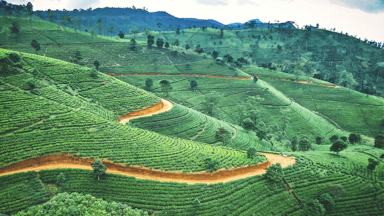 Sri Lankas höjdpunkter med tåg (12)