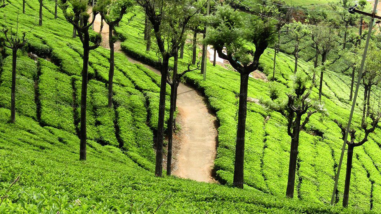 Ellerton Bungalow, Gampola