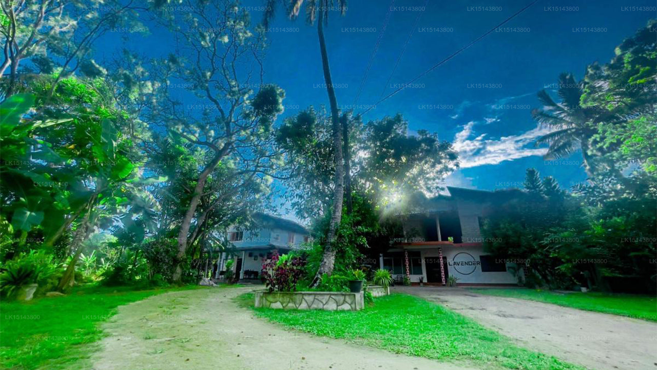 Lavender Lyrics Guest