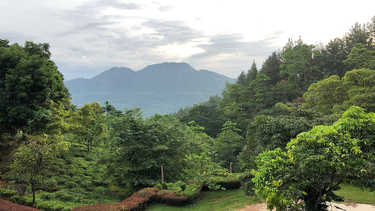 Skogskanten, Kitulgala