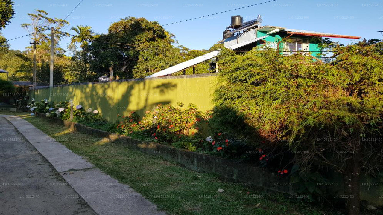 Forest Paradise, Ella