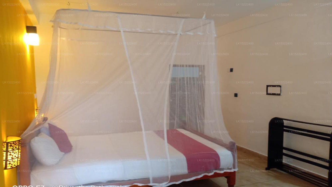 Forest Paradise, Ella