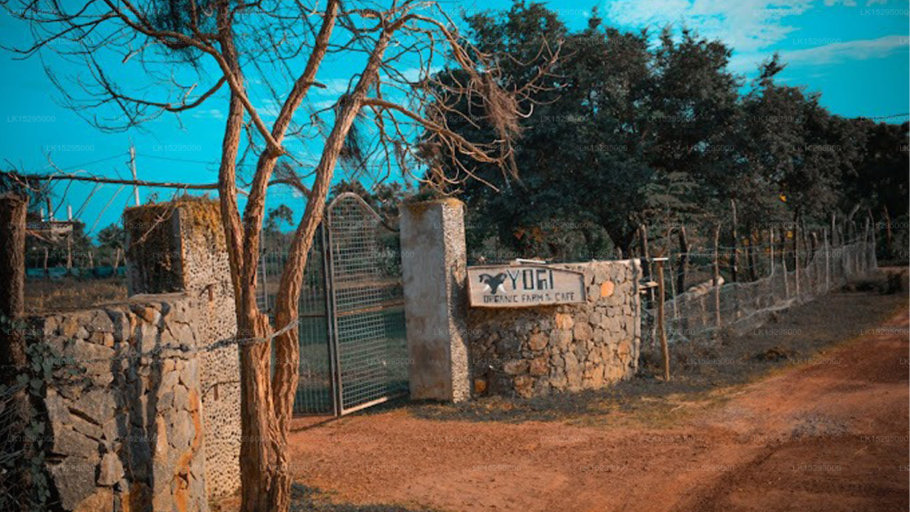 Yogi Organic Farm & Cafe