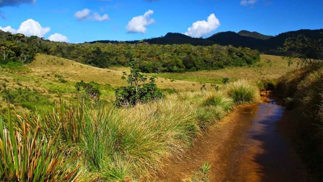 Guidad tur i Horton Plains nationalpark med entrébiljetter
