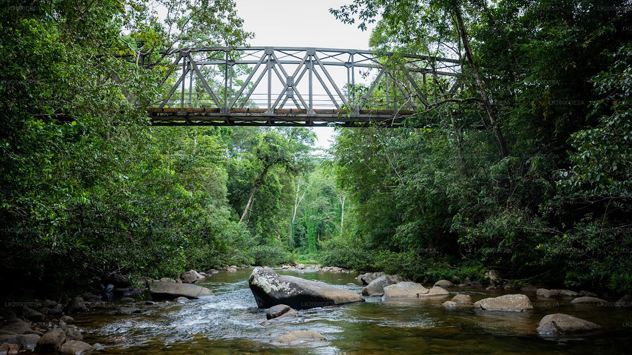 Guidad tur i Sinharaja-skogsreservatet med entrébiljetter