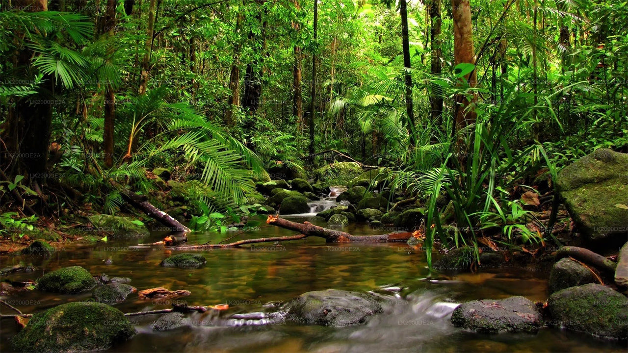 Guidad tur i Sinharaja-skogsreservatet med entrébiljetter