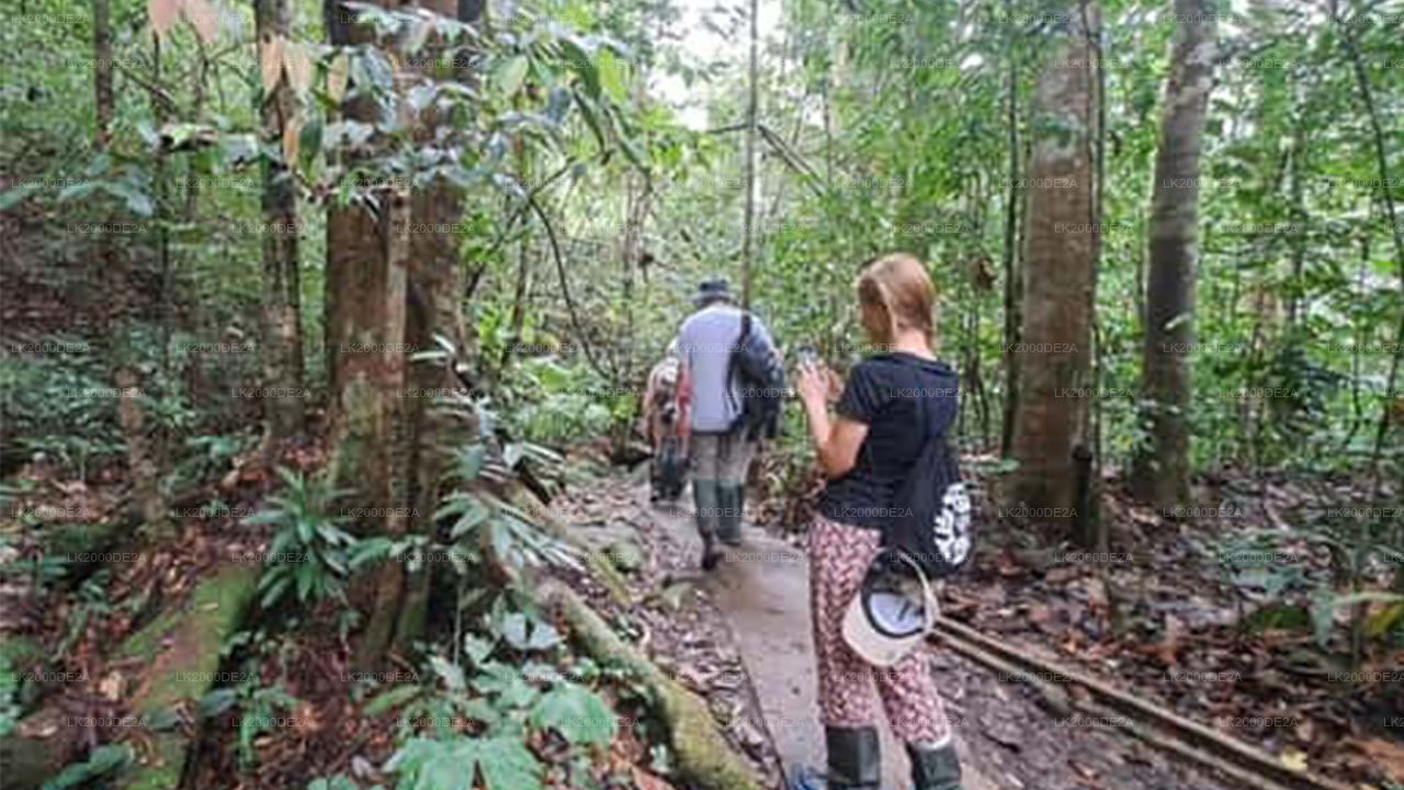 Guidad tur i Sinharaja-skogsreservatet med entrébiljetter