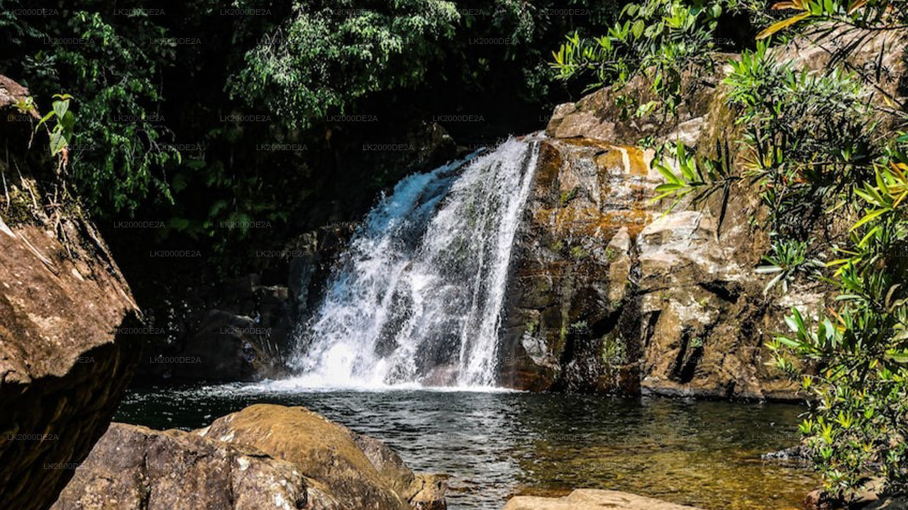Guidad tur i Sinharaja-skogsreservatet med entrébiljetter