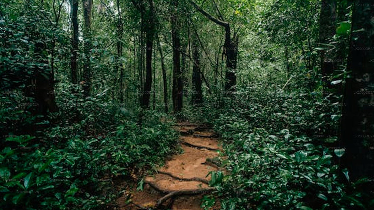 Guidad tur i Sinharaja-skogsreservatet med entrébiljetter