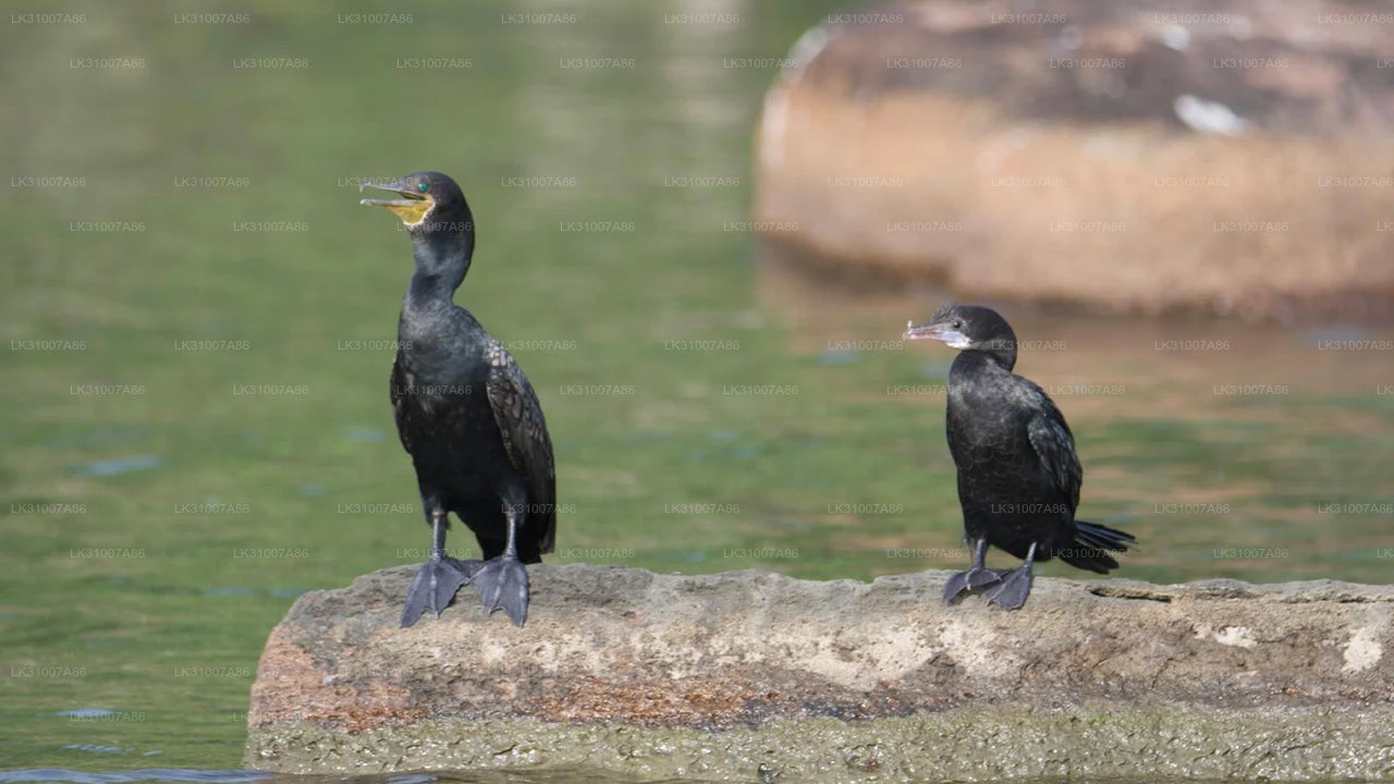 Koggala Lake Kayaking