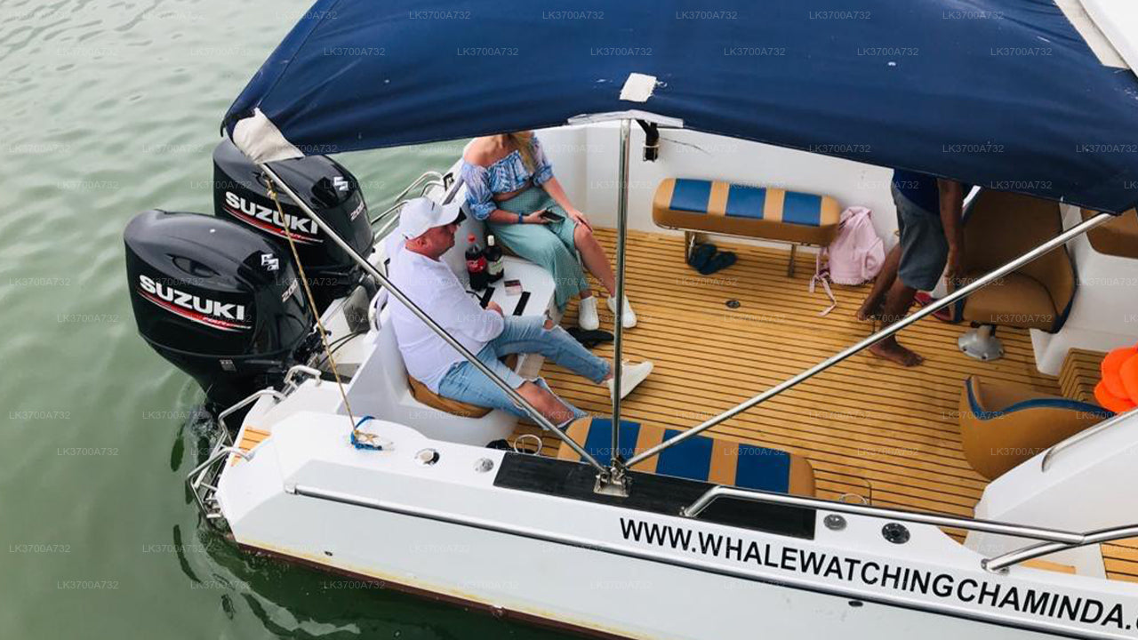 Privat valskådningstur med lyxig motorbåt från Mirissa