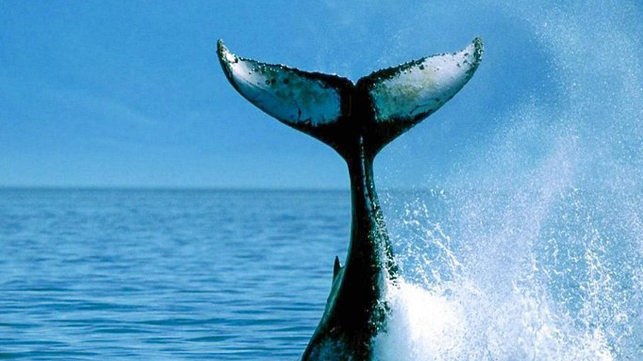 Privat valskådningstur med lyxig motorbåt från Mirissa