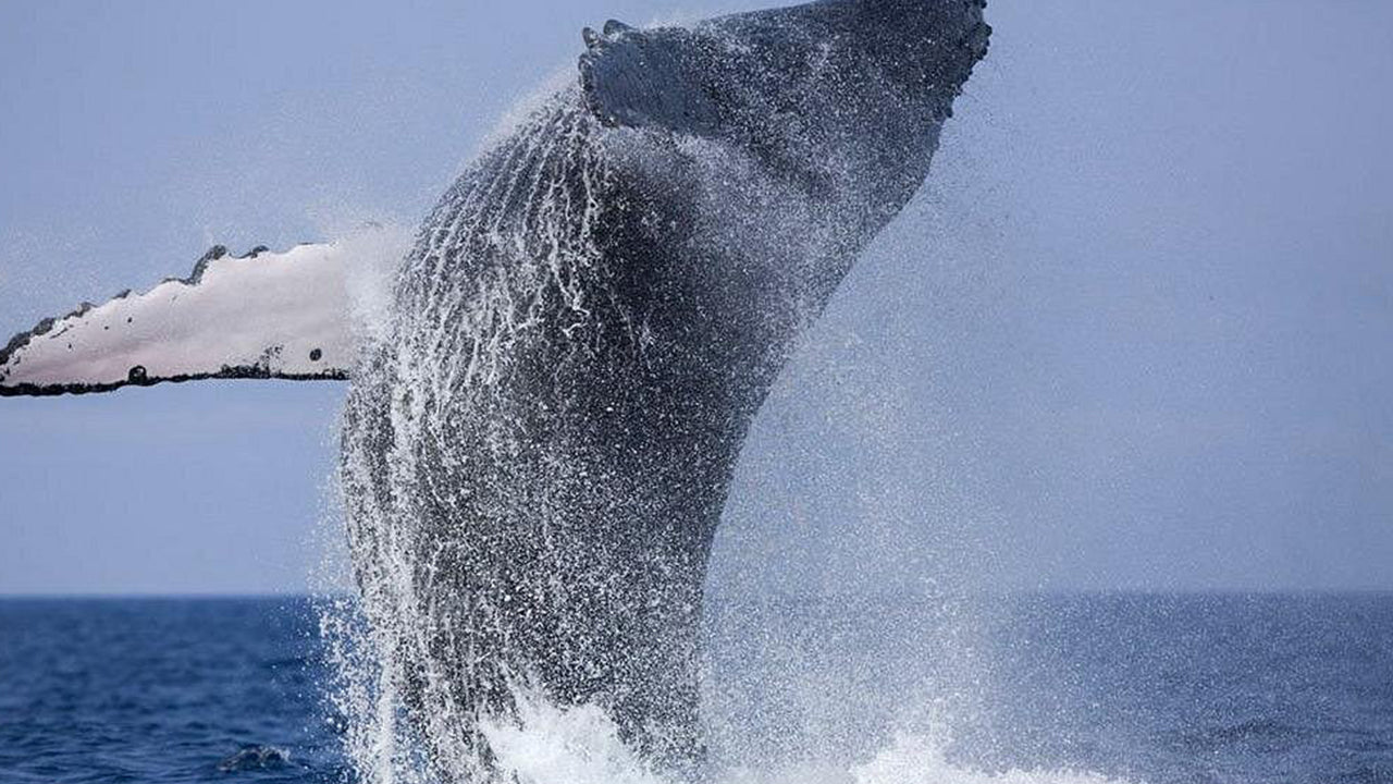 Privat valskådningstur med lyxig motorbåt från Mirissa