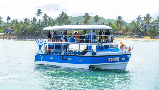 Valskådning från Mirissa på delad båt