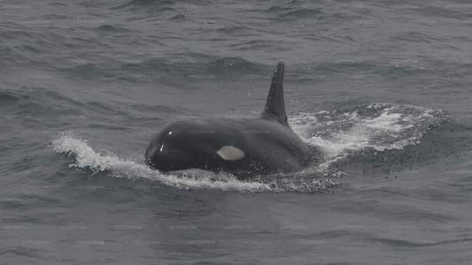 Valskådningsyachttur från Trincomalee