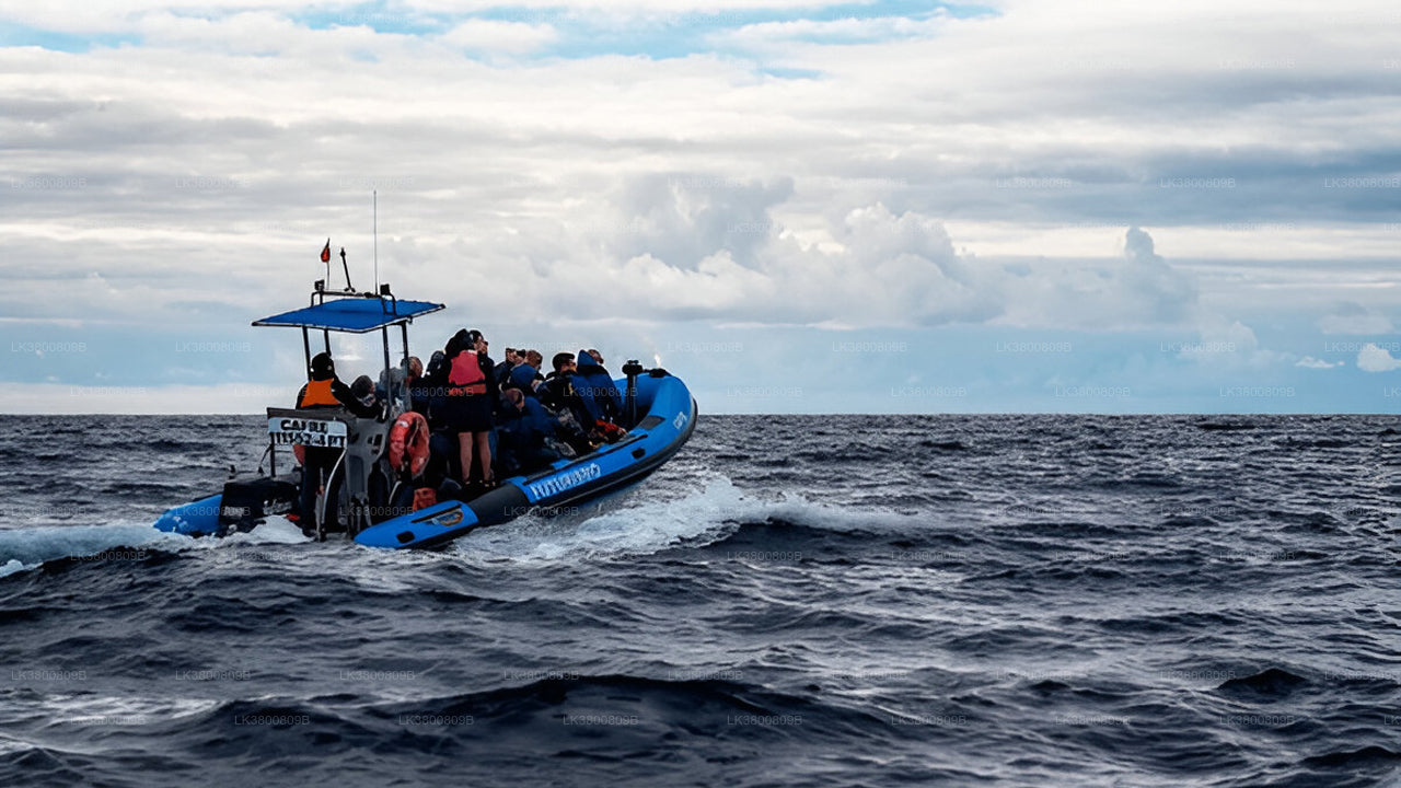 5-Hour Shared Dolphin Watching Cruise from Colombo