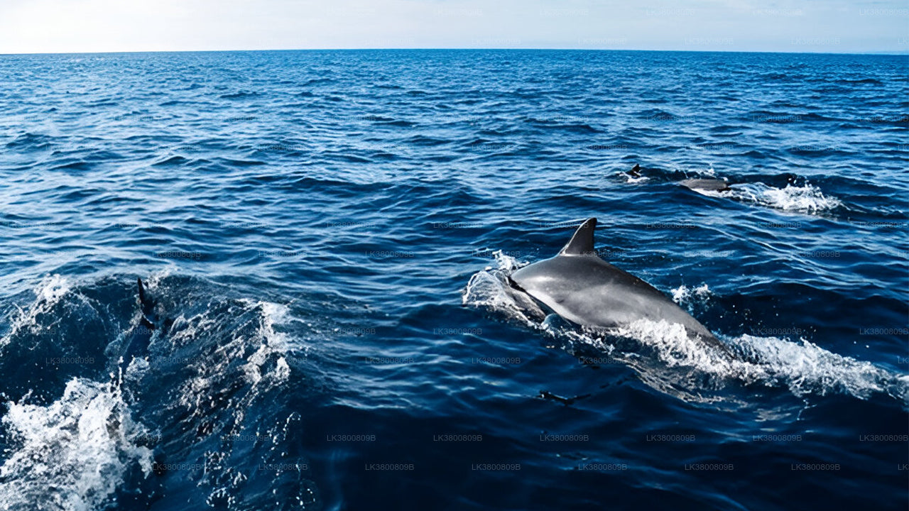 5-Hour Shared Dolphin Watching Cruise from Colombo