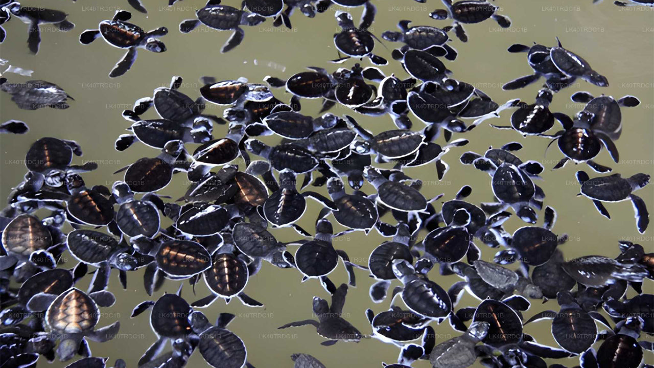 Privat transfer från Negombo till Hiriketiya med sightseeingstopp