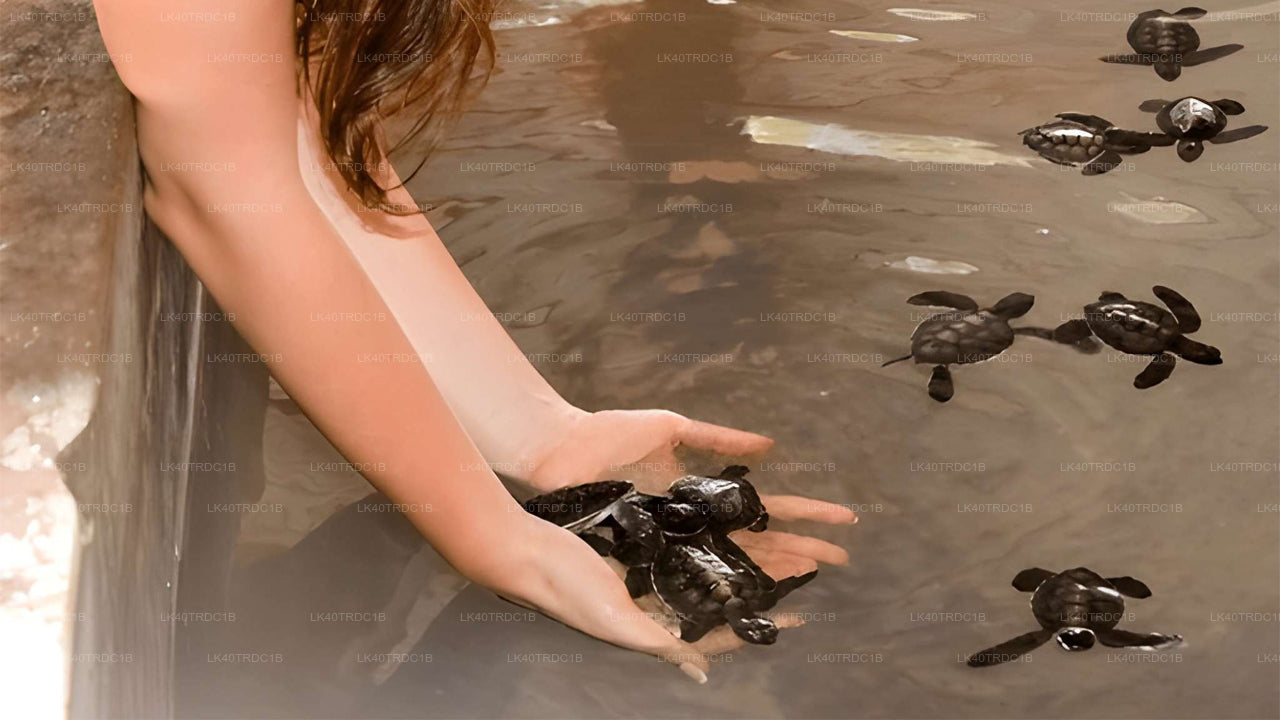 Privat transfer från Negombo till Hiriketiya med sightseeingstopp