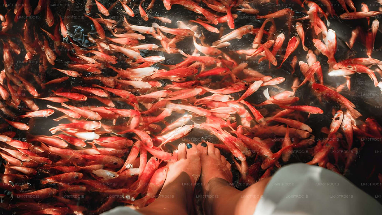 Privat transfer från Negombo till Hiriketiya med sightseeingstopp