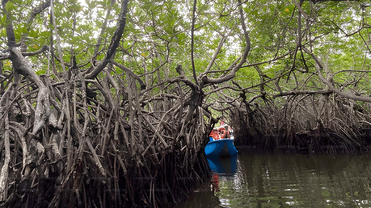 Privat transfer från Negombo till Hiriketiya med sightseeingstopp