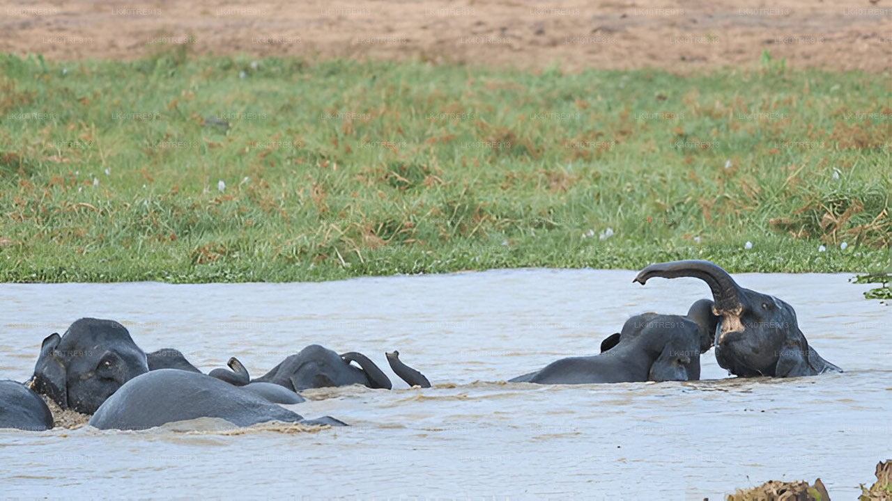 Privat rundtur från Sigiriya till Kandy med Wasgamuwa Safari